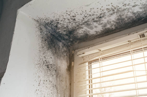 Affordable Basement Mold Removal solutions in Broomfield, CO