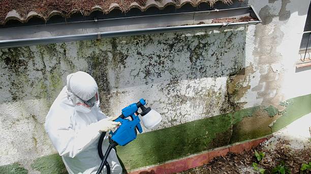 Top rated local Basement Mold Removal specialists in Broomfield, CO